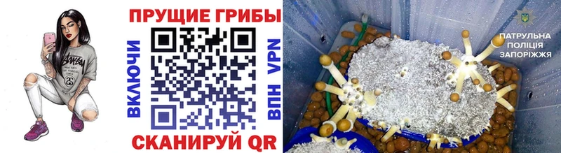 Купить закладки  Вичуга  Псилоцибиновые грибы Psilocybine cubensis 